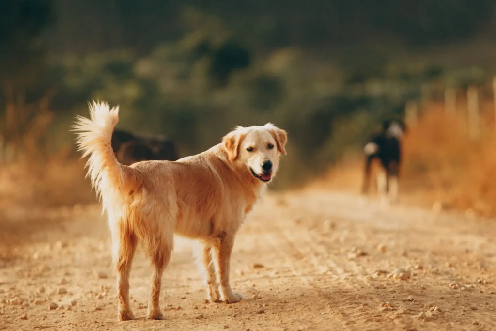 Golden Labrador Retriever outdoors