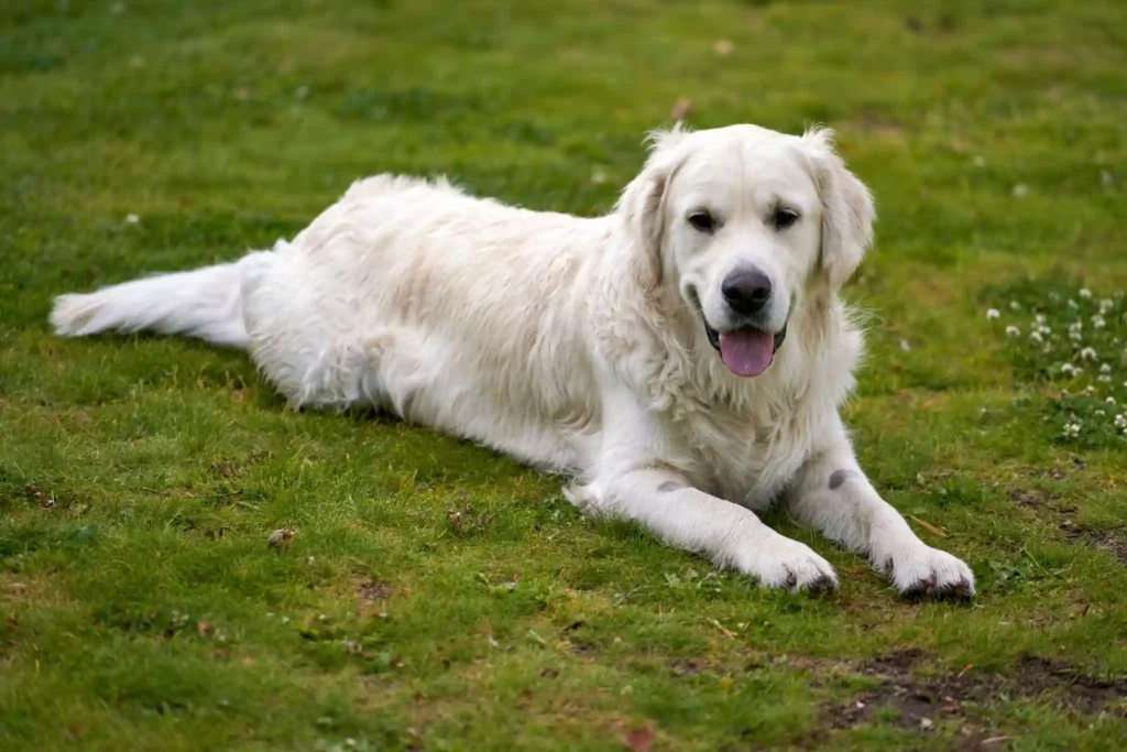 Golden Retriever lying on green grass outdoors.