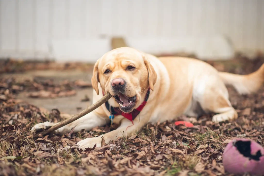 Labrador Retriever chewing a stick.