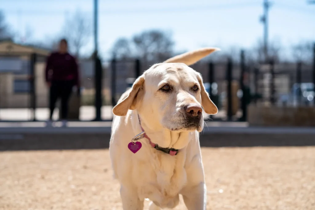 Yellow Labrador Retriever walking outdoor.