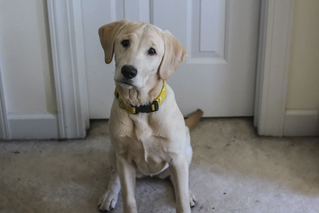 Adult Labrador Retriever indoors