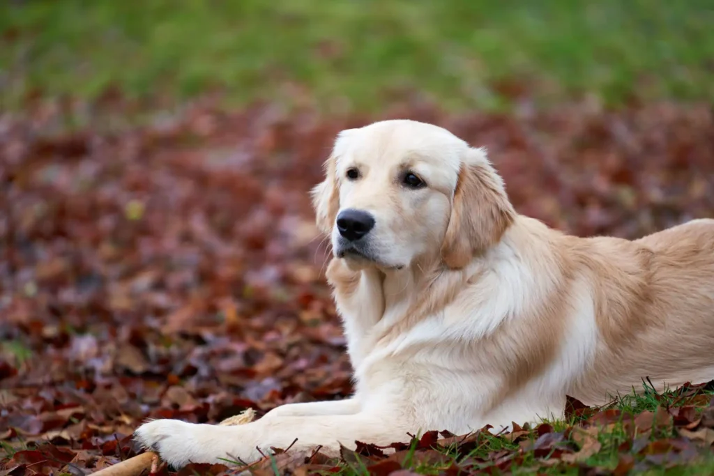 Golden Labrador Retriever lying on autumn leaves outdoors.