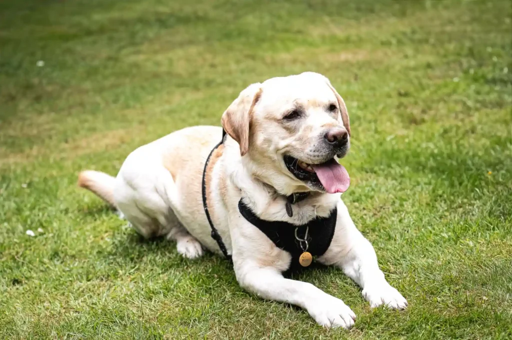 Labrador Retriever resting on grass.