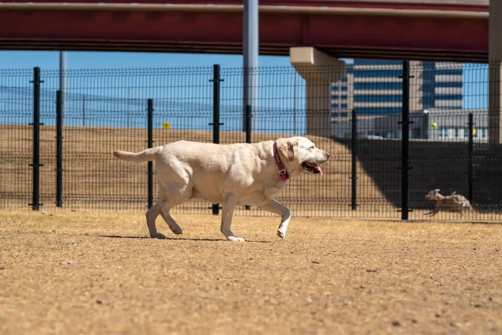 Labrador Retriever running outdoors.