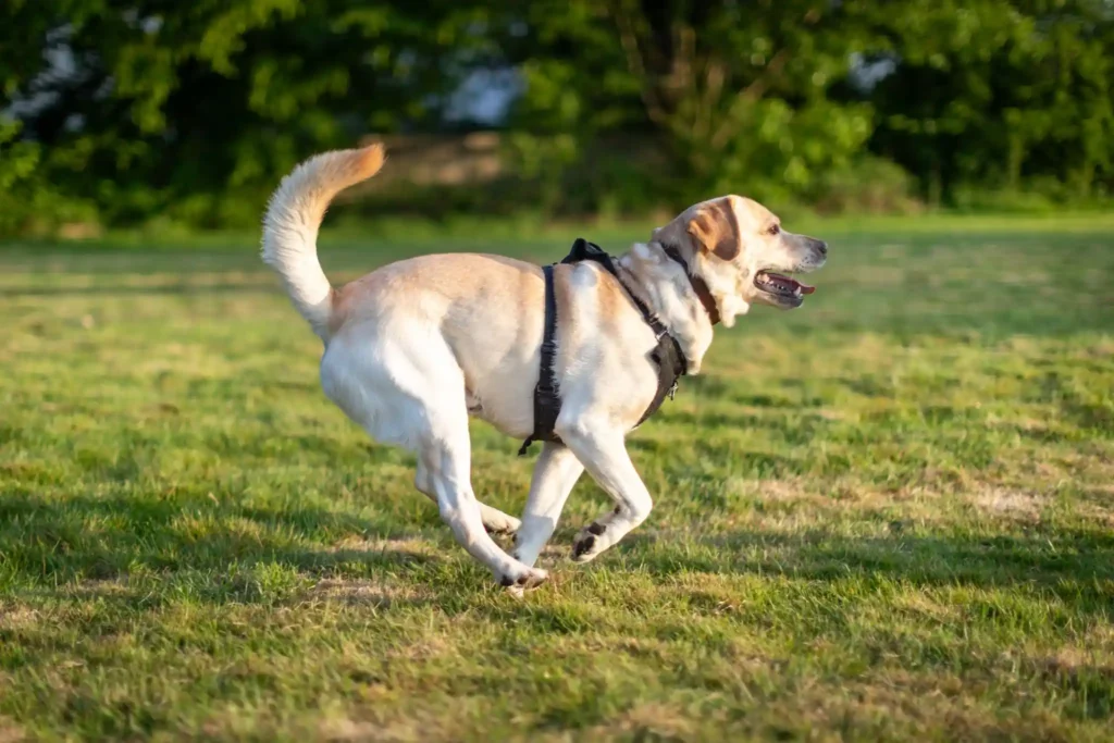 Running Labrador Retriever in park
