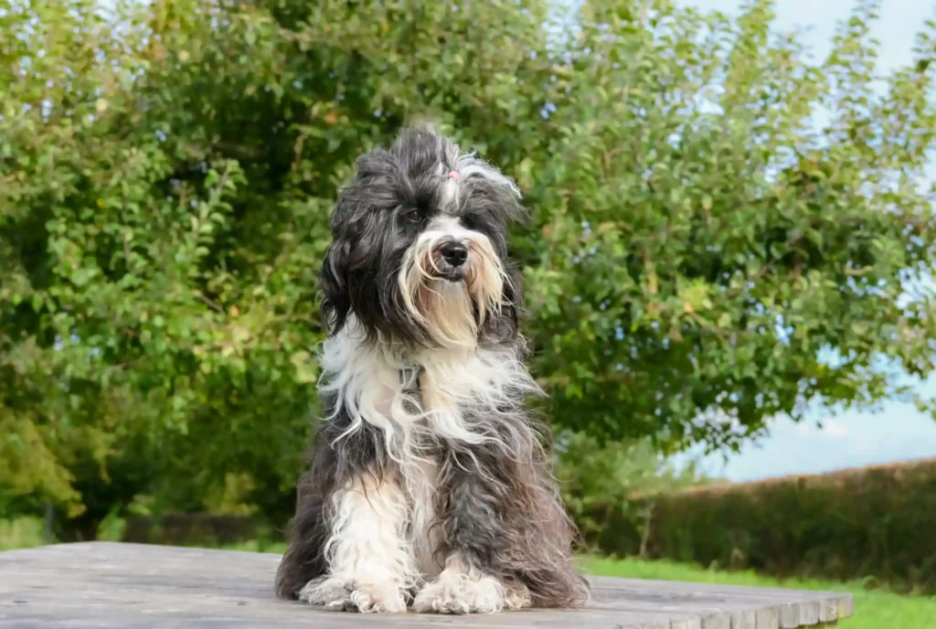 Bergamasco dog sitting outdoors on a wooden table.