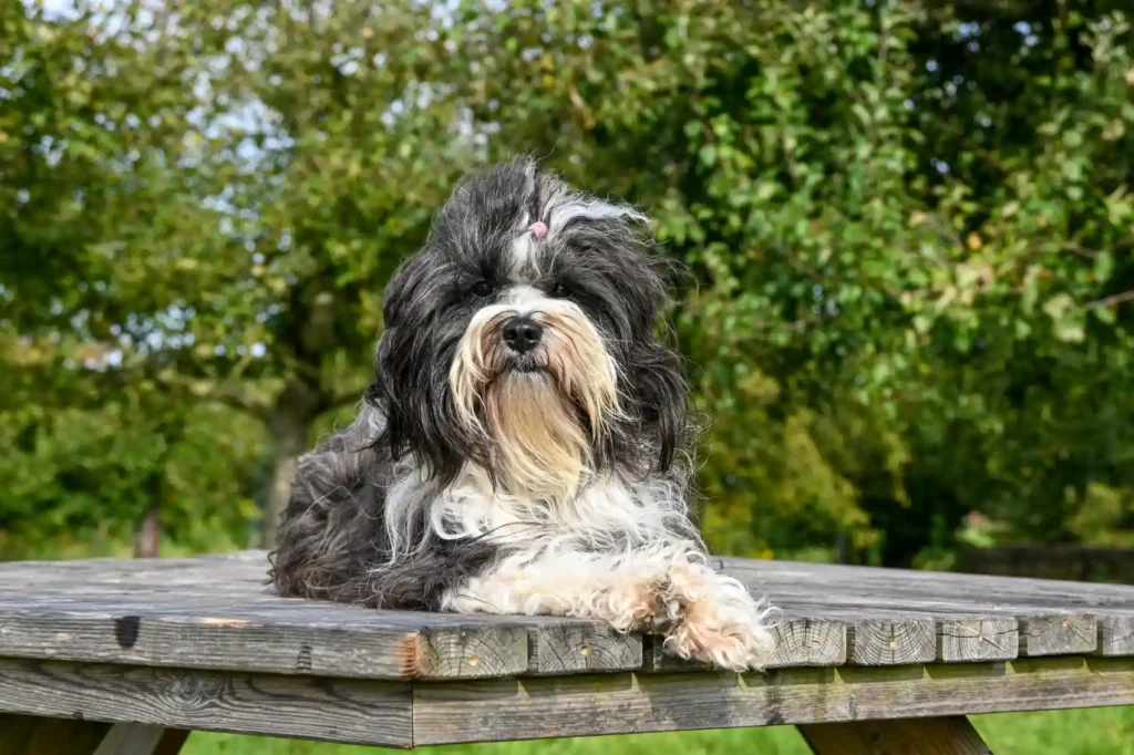 Bergamasco Sheepdog resting on a wooden table in a park. 