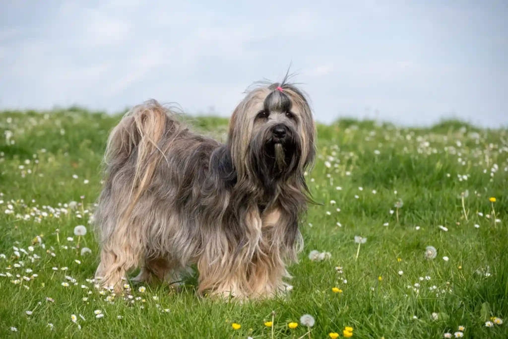 Bergamasco Sheepdog standing on a grassy field