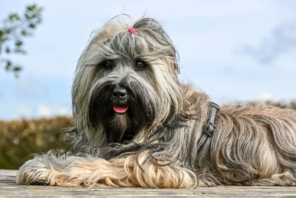 Bergamasco Sheepdog resting outdoors with a long shaggy coat. 