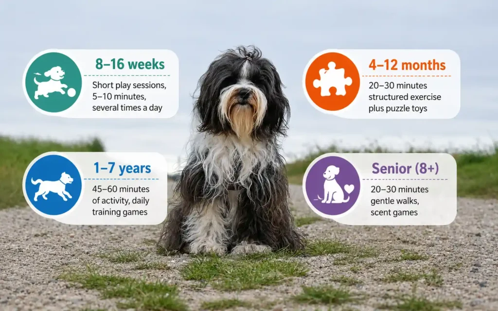 Bergamasco Sheepdog exercise guide by age with icons.