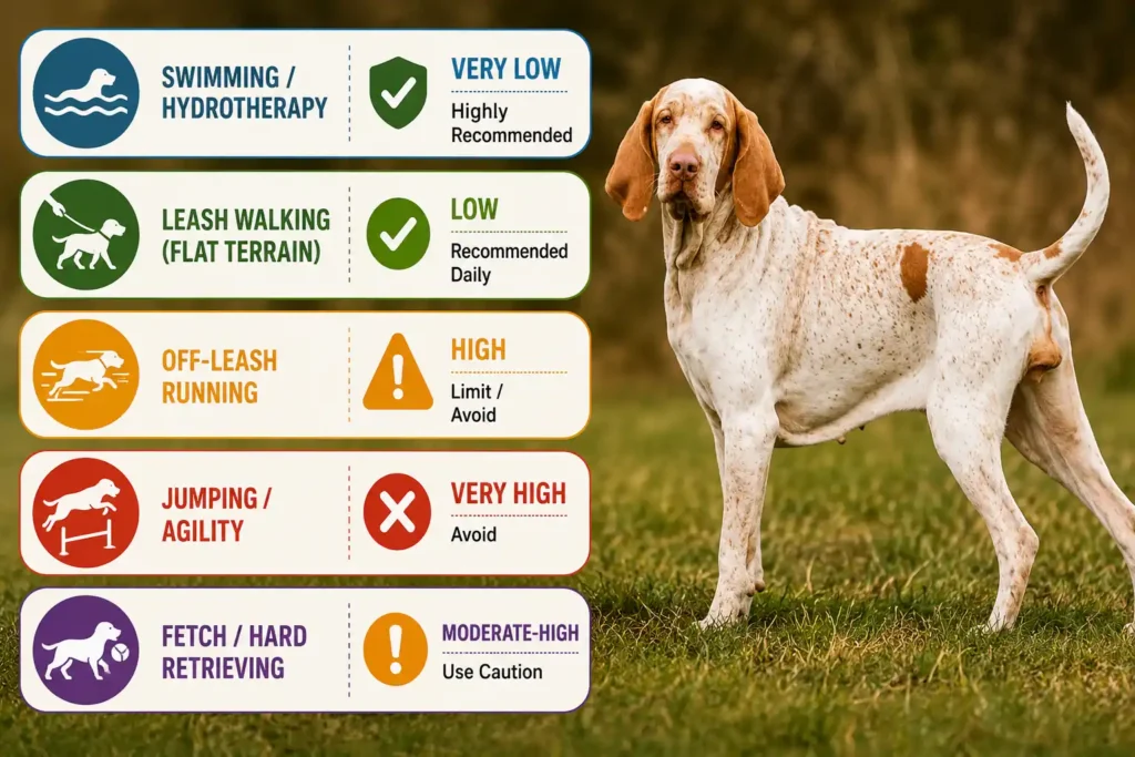 Bracco Italiano exercise guide infographic with safe activity recommendations and icons. 