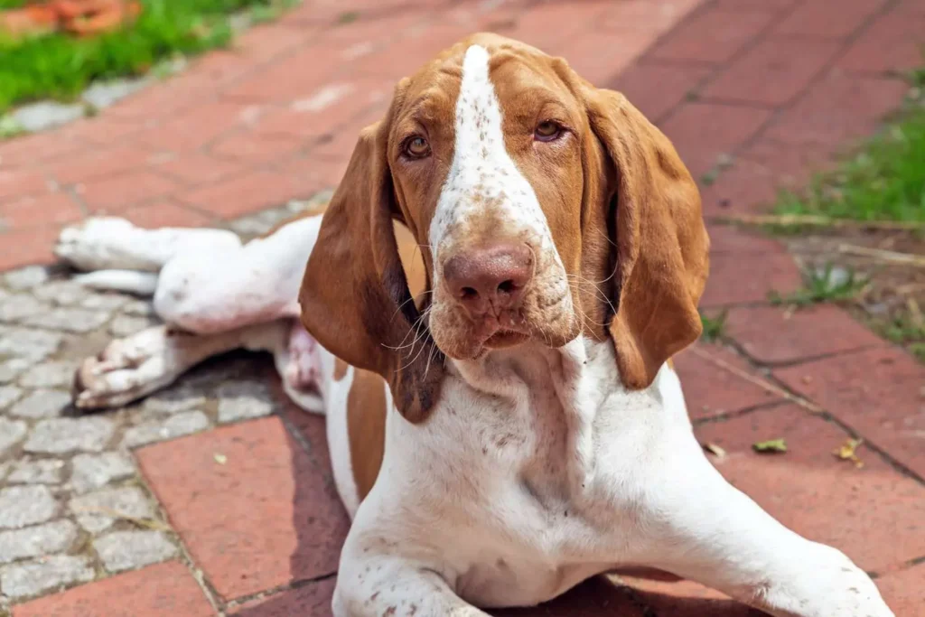 Bracco Italiano lying on brick path