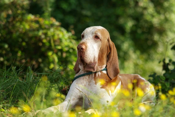 Bracco Italiano resting peacefully in a grassy meadow.