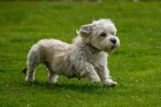 Dandie Dinmont Terrier walking across green grass.