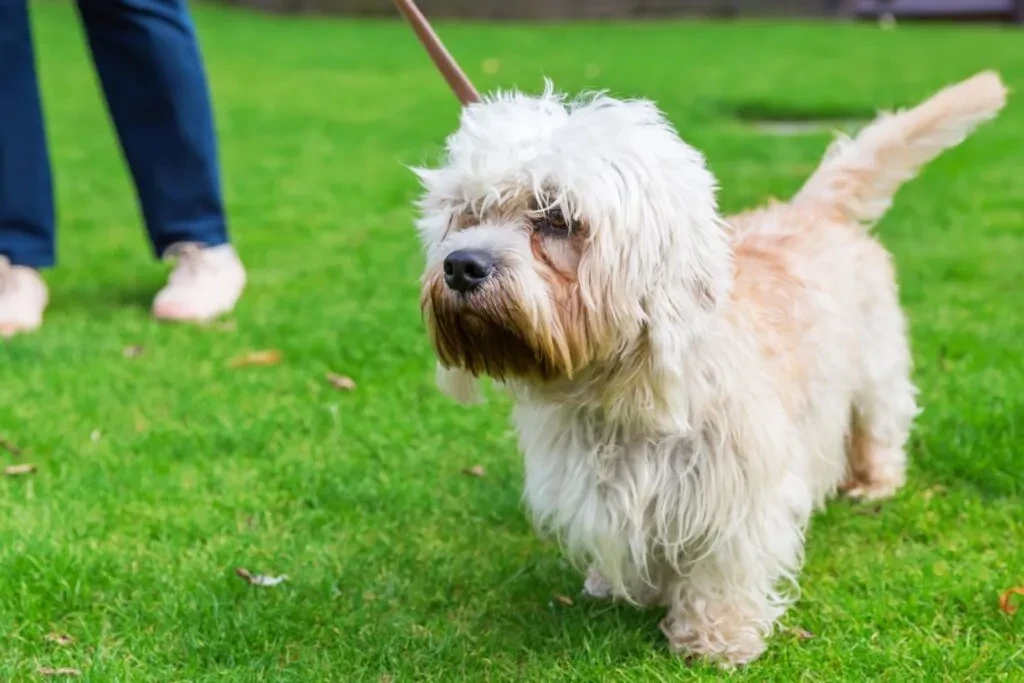 Dandie Dinmont Terrier standing on green grass.