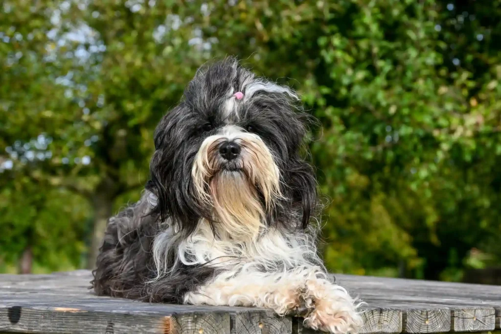 Black and white Havanese dog relaxing outdoors.