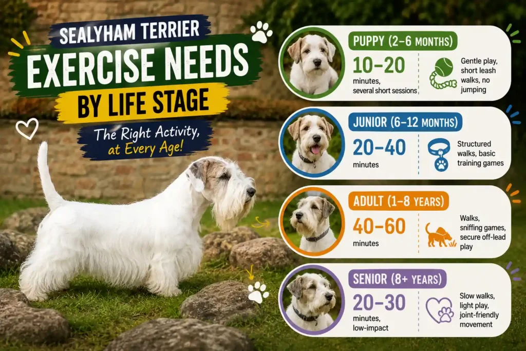 Sealyham Terrier exercise guide