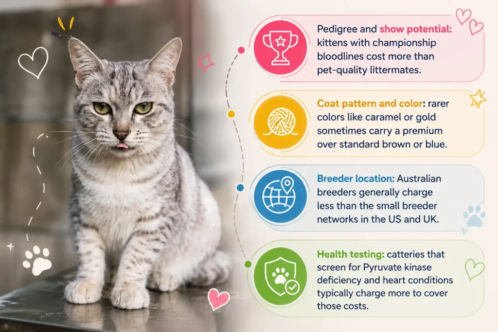 Australian Mist cat price factors