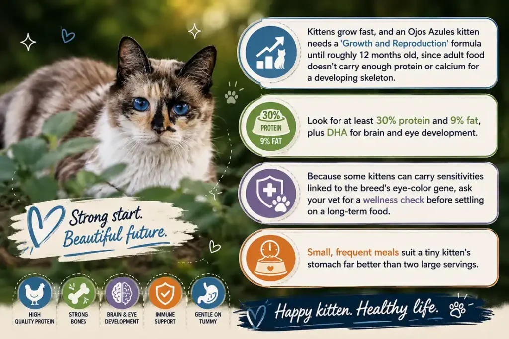Ojos Azules kitten food guide