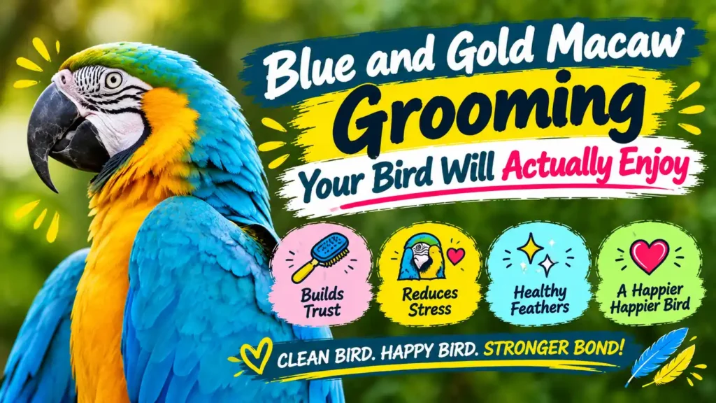 Blue and Gold Macaw grooming guide thumbnail
